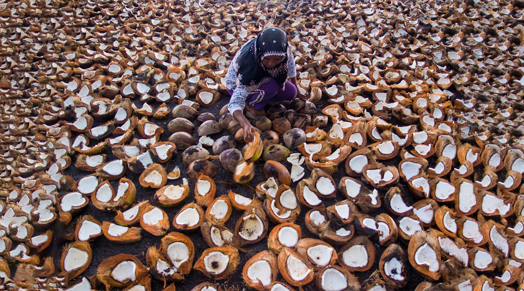 Harga kopra di Sulawesi Utara melonjak hingga 200%