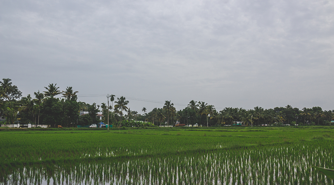 Pertanian di Musim Hujan: Tantangan, Risiko, dan Cara Mengatasinya