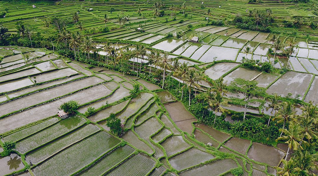 Cara Menjaga Kualitas Tanah Sawah agar Tetap Subur dan Produktif
