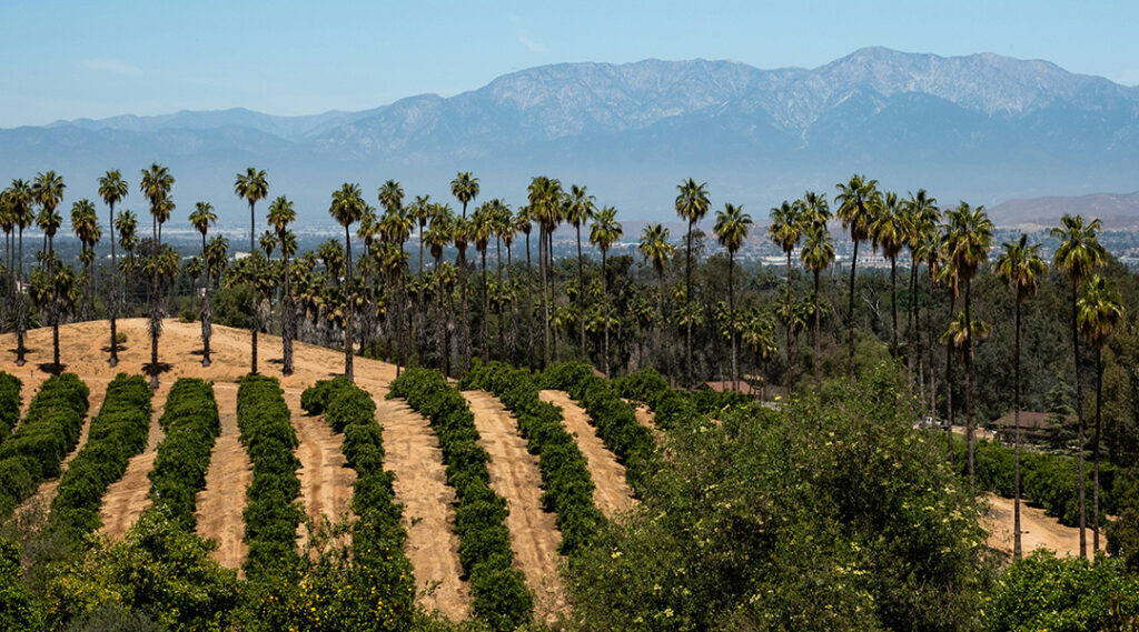 Kebun Sawit Muncul Tiba-Tiba di Cirebon, Warga Pertanyakan Legalitas dan Dampaknya