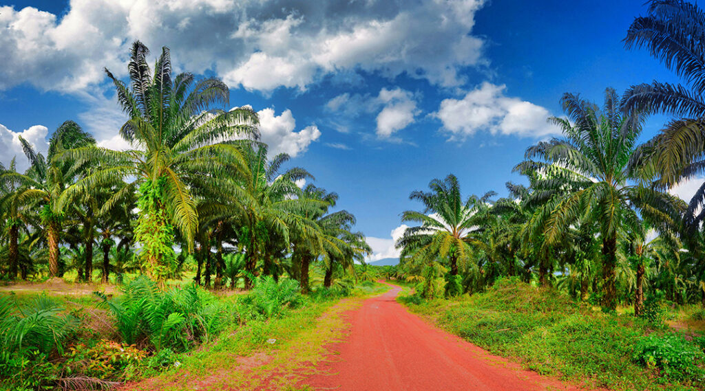 5 kota kebun sawit terbesar