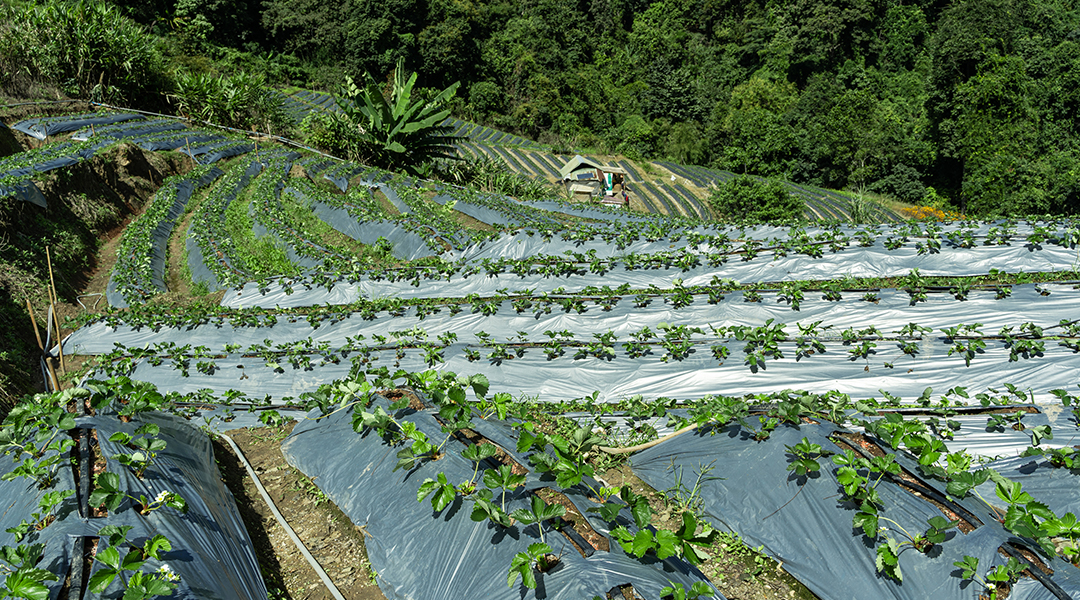 Ekspor Pertanian Indonesia Terus Berkembang di Tengah Persaingan Global